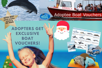 Adopt a Dolphin for Christmas